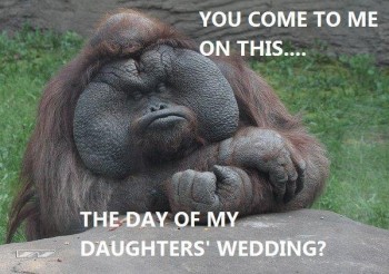 Don of the Apes!
