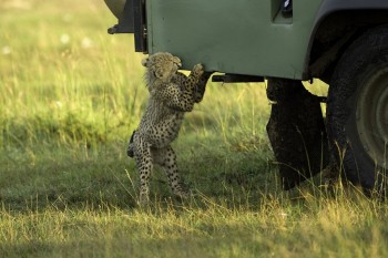 Rawr