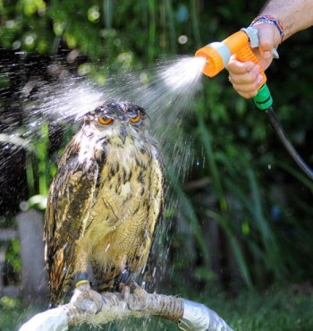 Wet Owl