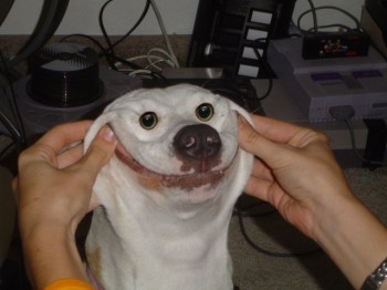 Happy Dog