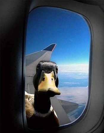 O Hai