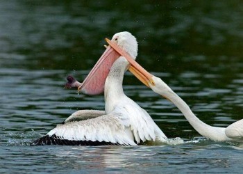 Nom Fail