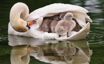 Baby Swans