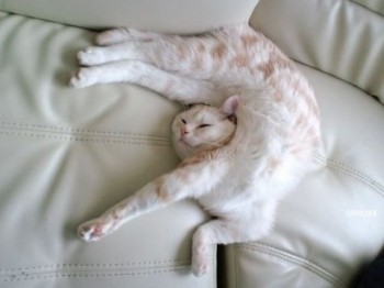 Broken Cat