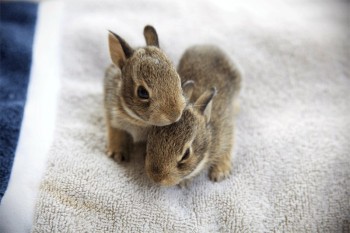 Cute Fuzzy Bunnies