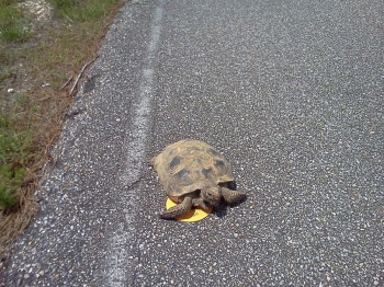 Silly Turtle, You Don't Have A CD Player