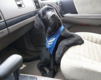 Sup Dog