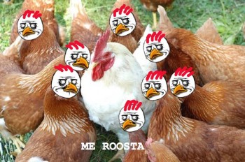 Chicken in a henhouse