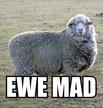 Ewe Mad