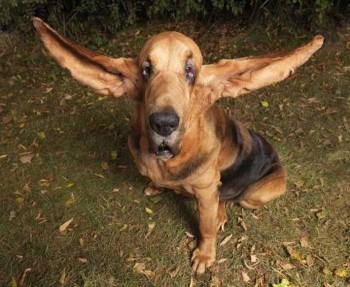 Big Ears