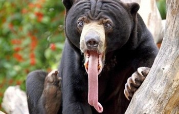 Bear Gusta