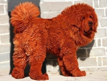 Expensive Dog