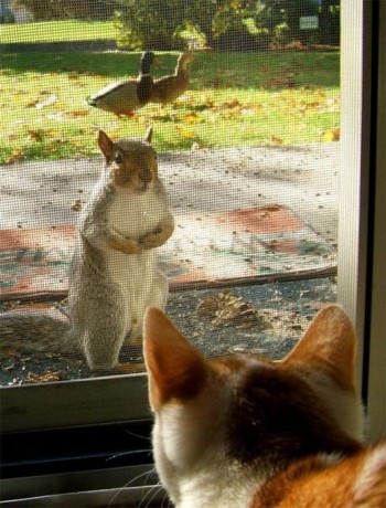 Please Your Highness...