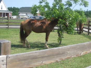 Can You See The Horse?
