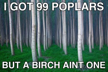 I got 99 poplars