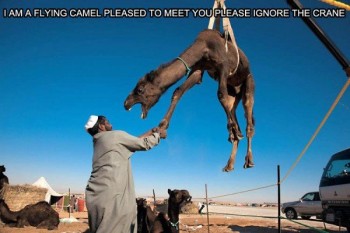 Pleased to meet you flying camel.