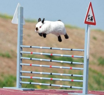 Bunny Hurdles