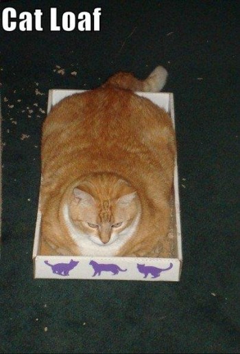 Cat Loaf