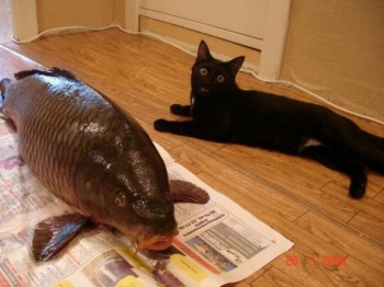 Holy Carp!