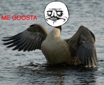 Me Goosta