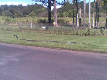 Python