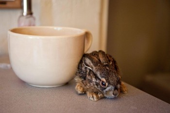 Baby Jackrabbit
