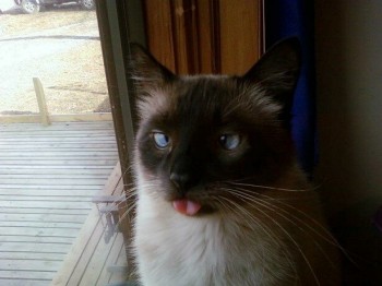 Derp Cat