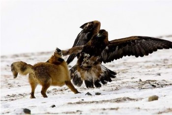 Eagle vs Fox
