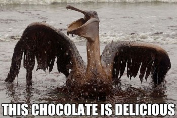 This Chocolate Is Delicious!