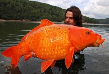 Big Goldfish