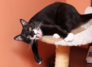 Lick