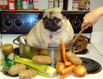 Tasty Dog