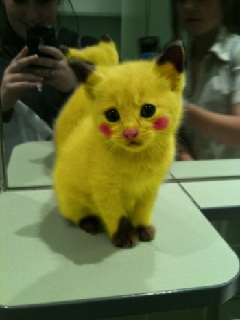 Pikachu Cat