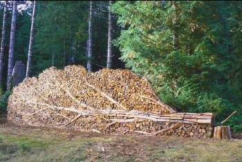 Tree Wood Pile