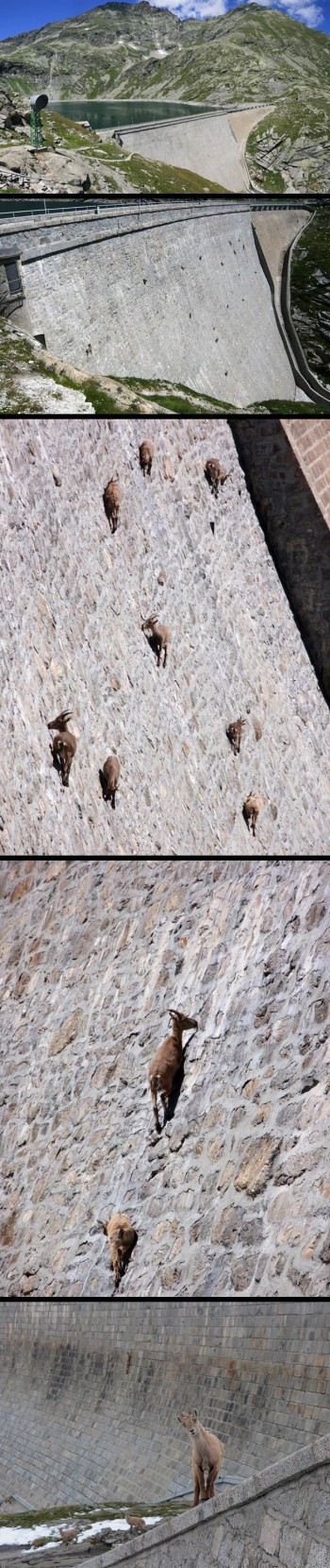 Dam Goats