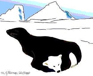 Seal or bear