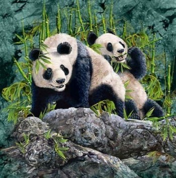 How many pandas can you find?