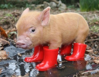 Baby Pig In Boots