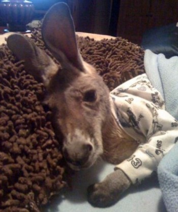 Night Roo
