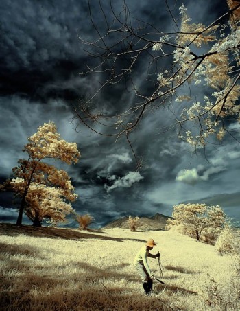 Infrared Trees