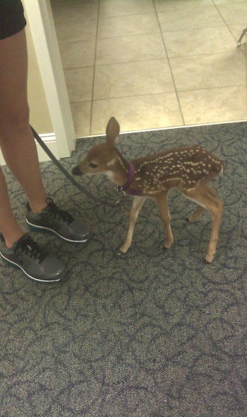 Just a baby deer on a leash...