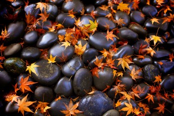 Autumn Creekside
