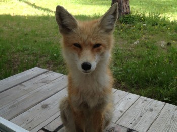 I think this fox wants to kill me