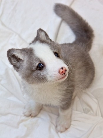 Baby Fox