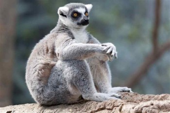 Lemur