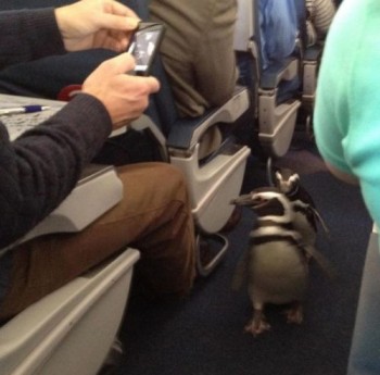 Penguins On A Plane