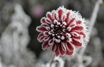 Dahlia With Frost