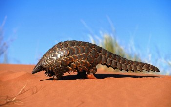 The Pangolin