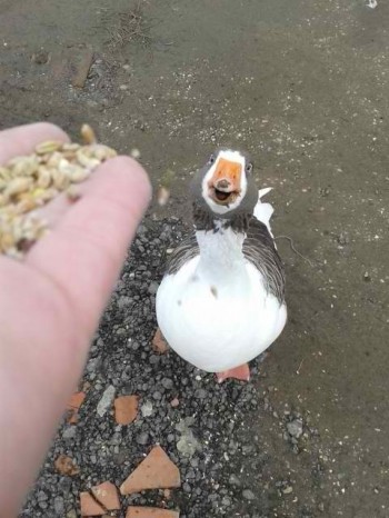 Goose Love
