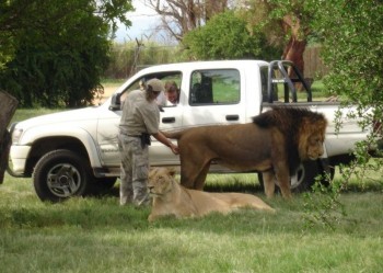 Lion Enema